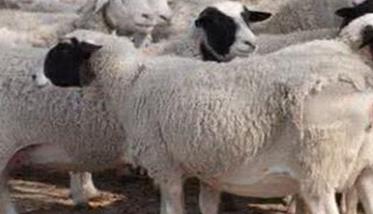 羊螨病怎么样防治最好 羊螨病怎么样防治