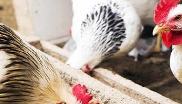 鸡大肠杆菌的治疗 鸡大肠杆菌的治疗用药