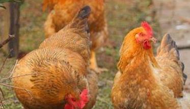 鸡的传染性喉气管炎用什么药 鸡传染性喉气管炎的症状及防治方法