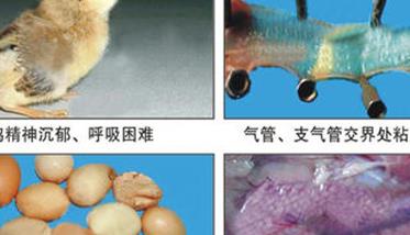 鸡传染性支气管炎症状表现有哪些图片 鸡传染性支气管炎症状表现有哪些