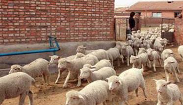 羊快疫的症状有哪些表现 羊快疫的症状有哪些