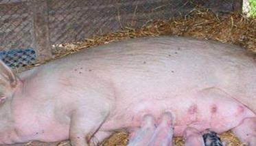 母猪催乳方法 母猪催奶的最快方法乳动力