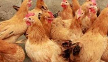 冬季蛋鸡饲料调整方案 春季蛋鸡饲料比例如何调整