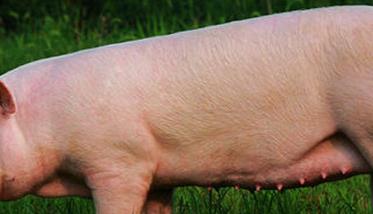 评定母猪繁殖性能指标主要有哪些（衡量母猪繁殖性能的重要指标）