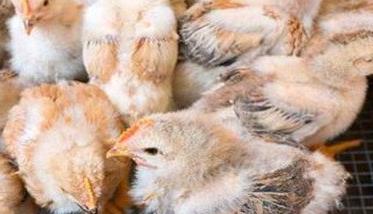 养殖肉鸡前应进行哪些准备工作和工作 养殖肉鸡前应进行哪些准备工作