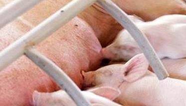 哺乳仔猪的生理特点是什么? 哺乳仔猪的生理特点和生长发育特征