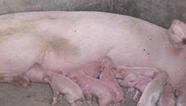 母猪产后不食的原因是什么 母猪产后不食的原因是什么引起的