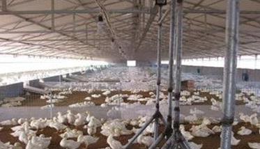 蛋鸭养殖技术与管理要点 蛋鸭养殖技术与管理要点总结