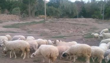 羯羊是什么羊 中国最好吃的羊肉排名