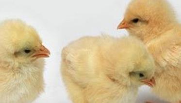如何掌握蛋鸡苗育雏技术 育雏蛋鸡苗的用药流程