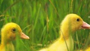 雏鸭饲养的注意事项 种用雏鸭的饲养管理要点，共七点