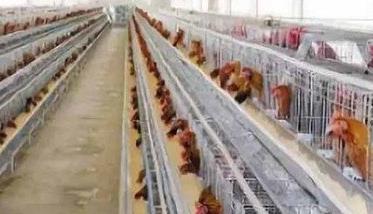 养鸡场鸡舍卫生环境有哪些要求 养鸡场鸡舍卫生环境有哪些要求和标准