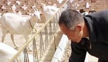 养羊良种繁育基地建设的具体做法（种羊场育种方案）