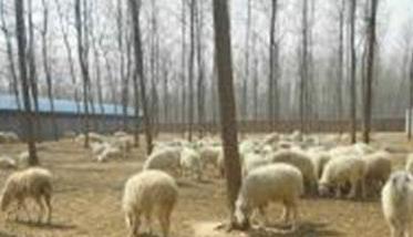 舍饲养羊的品种选择 舍饲养羊技术要点