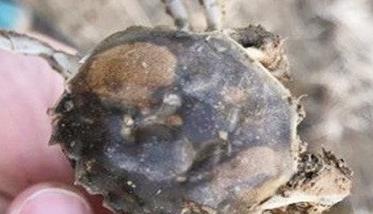 蟹甲壳溃疡的症状