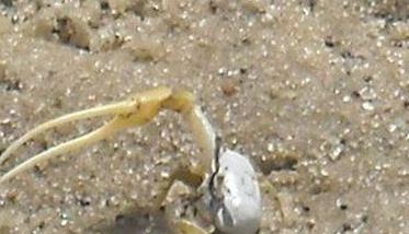 螃蟹如何掘穴，螃蟹掘洞穴居的习性（螃蟹挖洞挖多深）