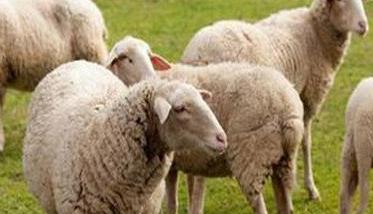 羊大肠杆菌病症状和治疗要点 羊大肠杆菌是什么症状