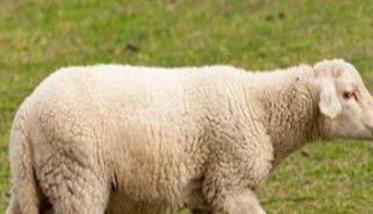 怎样防治羊的传染性结膜角膜炎（怎样防治羊的传染性结膜角膜炎的发生）