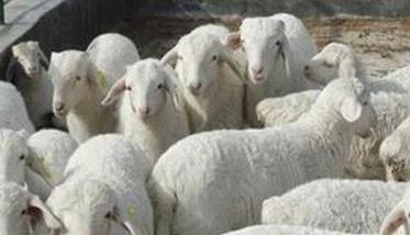 羊布氏杆菌病的防治措施 怎样防治羊的布氏杆菌病