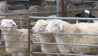 羊猝疽是由什么引起的一种疾病 羊猝疽的症状特点简介