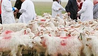 羊寄生虫病有哪些 羊得寄生虫的症状