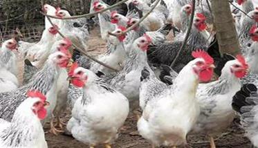 近年来鸡的抵抗力为什么越来越脆弱（鸡的抵抗力强吗?）