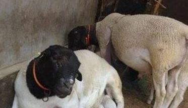 母羊流产是什么原因造成的（怎么判断羊得了布病）