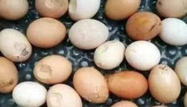 蛋鸡下软壳蛋的十大原因是什么 蛋鸡下软壳蛋的十大原因