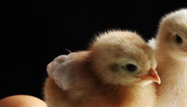 提高雏鸡成活率 提高雏鸡成活率关键措施