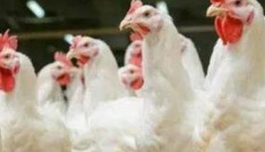 肉鸡一般是公鸡还是母鸡 肉鸡为什么公母分群饲养效益高