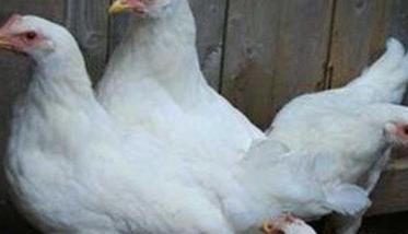 白来航鸡是什么品种，鸡舍如何消毒 白来航鸡适合散养吗