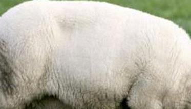 一只羊有多重吃多少草料（一只羊有多重吃多少草料啊）