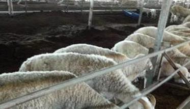 羊主要吃什么饲料,牧草饲料 羊主要吃什么饲料、牧草