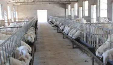 舍饲养羊技术的几个必知要点 养殖羊技术小知识
