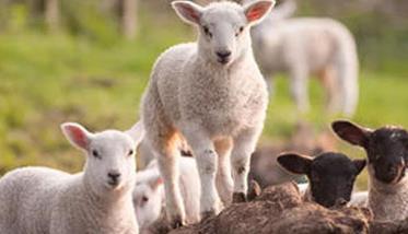 六项措施可提高肉羊繁殖力 如何提高羊的繁殖性能