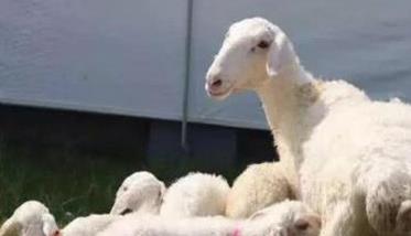 如何科学配种增加母羊产羔率 如何提高母羊繁殖力