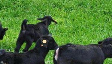 高温高湿条件下牧羊的注意事项 高温天气条件下,牧场的应对措施有哪些?