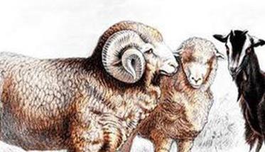 羊的脑多头蚴病的防治措施有哪些 羊的脑多头蚴病的防治措施有哪些呢
