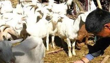 如何提高母羊产羔量 怎样提高羊的产羔数