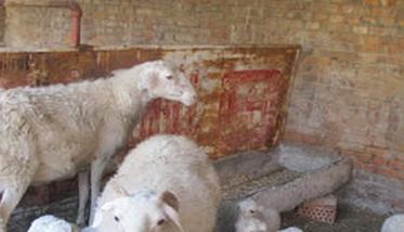 怎样养羊一胎产双羔 多胎羊羔怎么养活