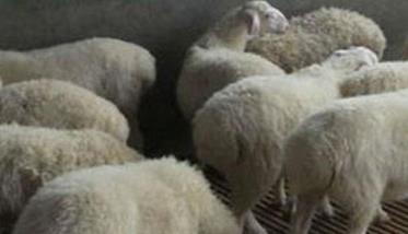 怎样防治羊的绦虫病 羊绦虫怎么治疗