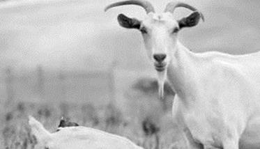 羊的消化道线虫病的诊断要点是什么
