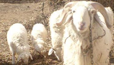 提高母羊多羔率的技术措施 羊产多羔技术
