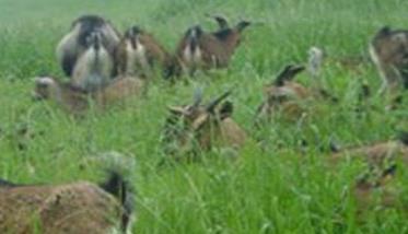 饲喂肉羊的牧草 可用于饲养肉羊的优良牧草有哪些