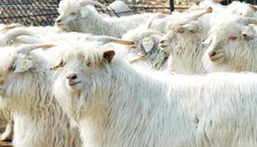 我国绒山羊的主要品种有哪些 绒山羊产地