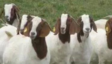 提高羊繁殖力的主要方法有哪些 怎样提高肉羊繁殖力