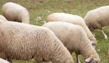 养殖羊应注意的六个问题（养羊注意的基本问题是什么）