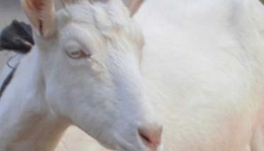 奶山羊泌乳期的饲养管理技术要点 奶山羊的哺乳期是多久