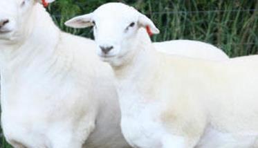 养殖绵羊什么品种好 适合舍饲圈养的绵羊品种介绍