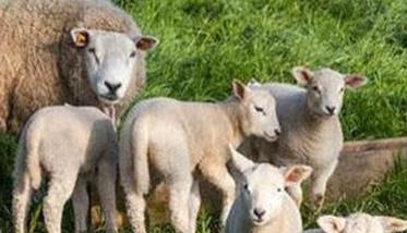 繁殖母羊饲养管理技术要点 母羊的养殖技术与管理